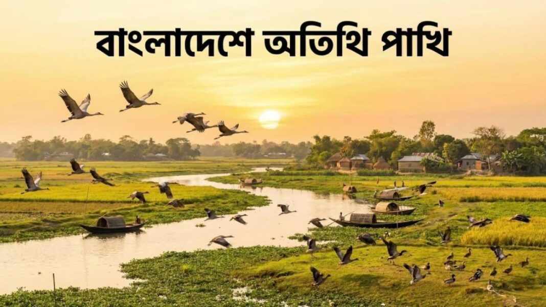 Migratory Birds in Bangladesh
