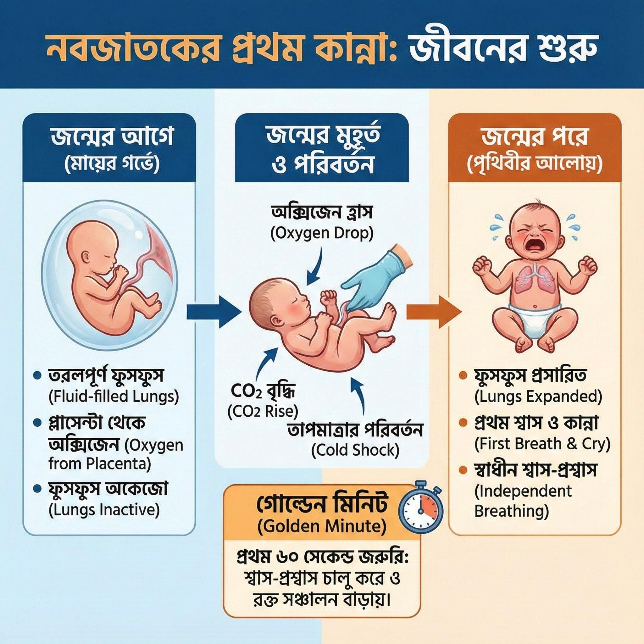 নবজাতকের কান্নার গভীর বৈজ্ঞানিক বিশ্লেষণ