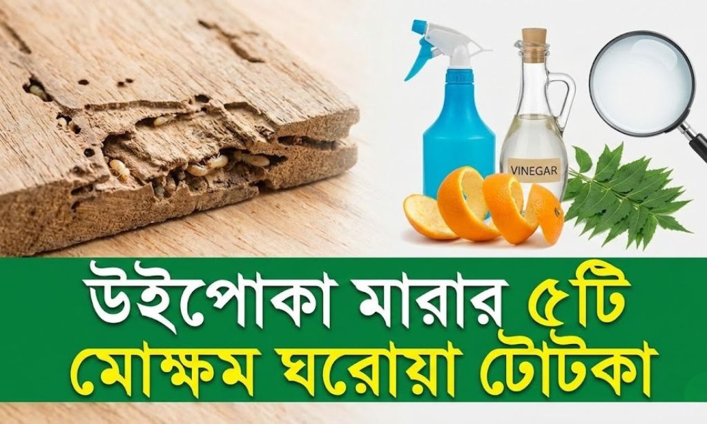 উইপোকা মারার ৫টি মোক্ষম ঘরোয়া টোটকা