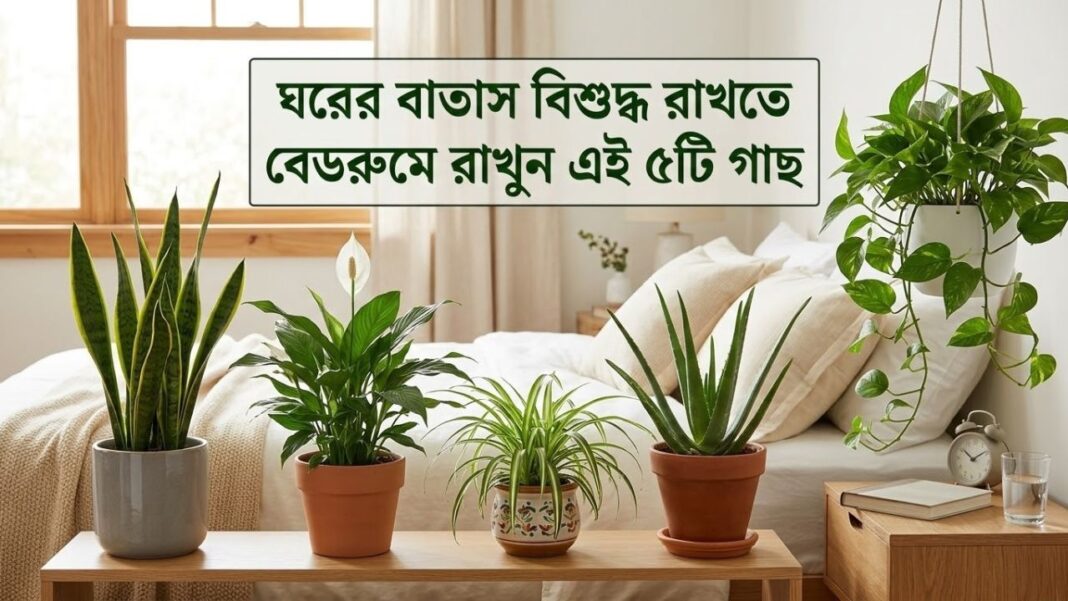 Best Indoor Plants for Bedrooms