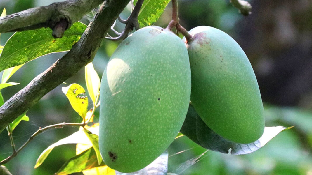 Rajshahi Mango GI Recognition