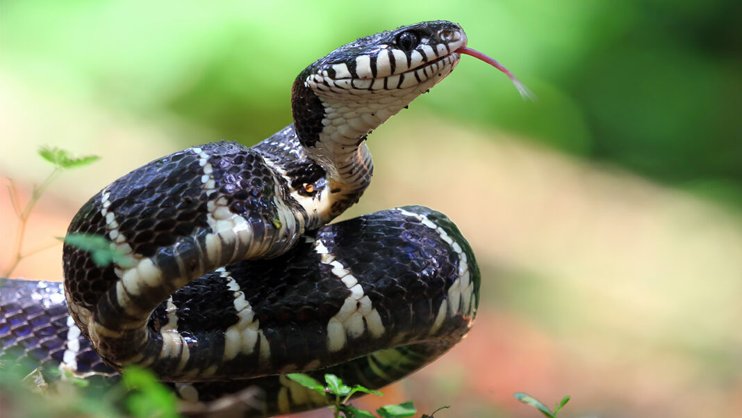 Immediate Ways to Protect Yourself After a Snake Bite